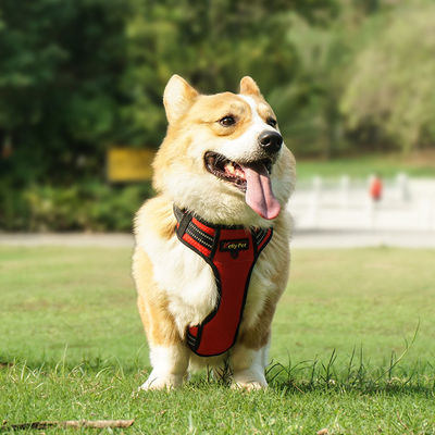 عازل المياه السلك الـ Hi Vis للكلاب LED Light Up Dog Harness XS-XL