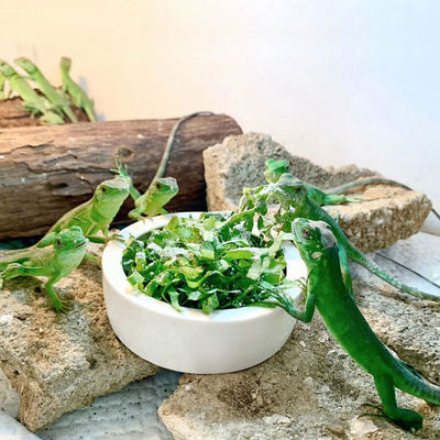 كأس الحيوانات الأليفة يمنع دودة الخبز من الهروب من السحلية السيراميكية